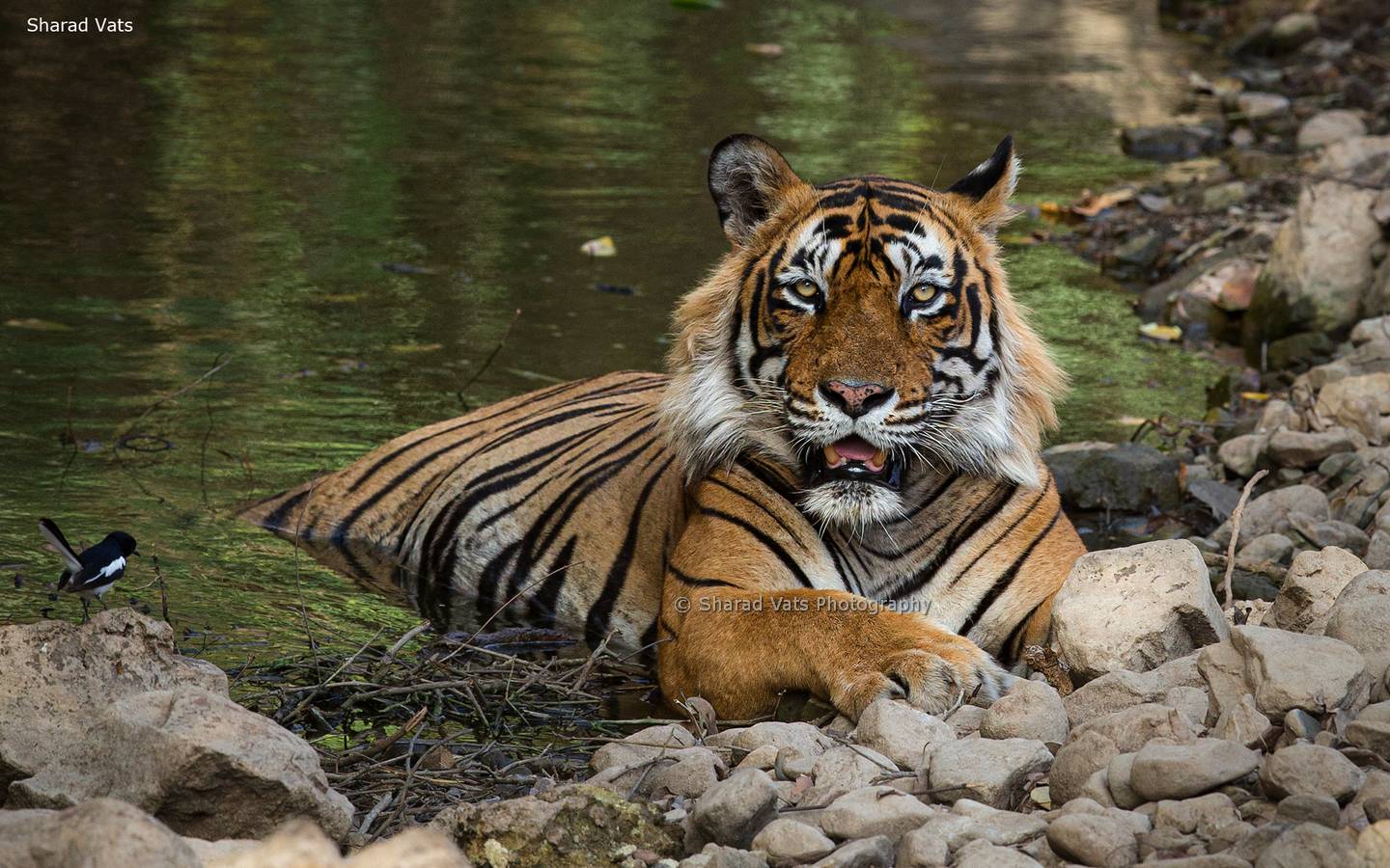 Ranthambore Tiger